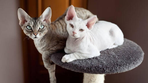 Devon Rex Cat Breed Information Purina